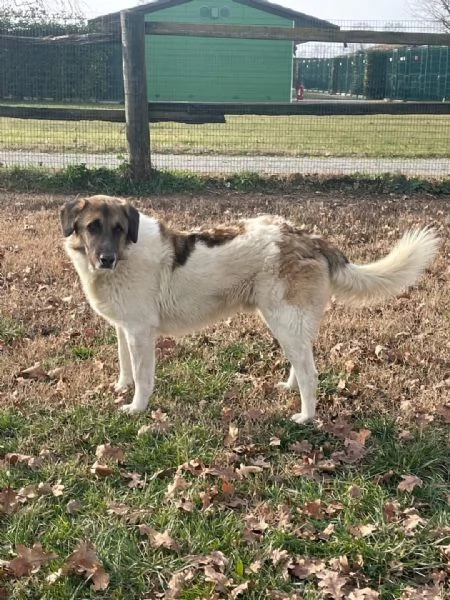 russel splendido cagnolone da adottare subito  | Foto 0