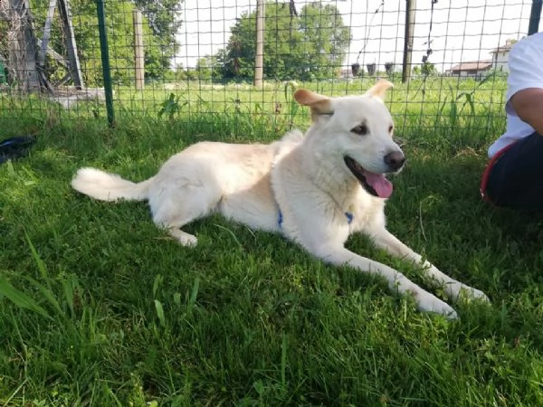 charlie il cagnolone  | Foto 0