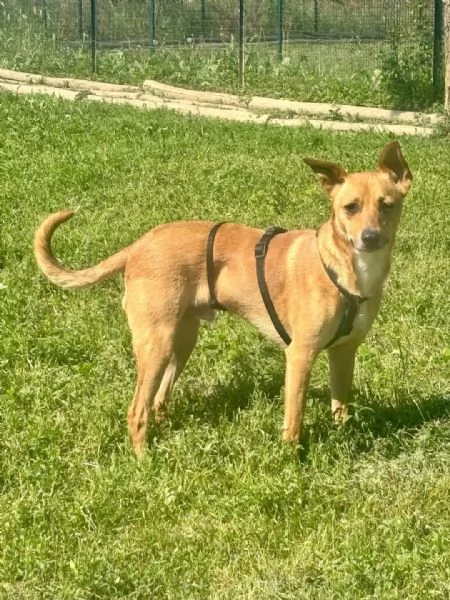 Max cerca casa