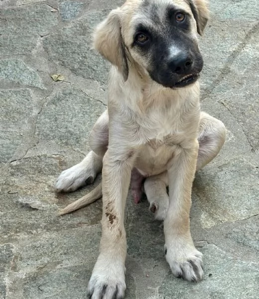 Nelson  | Foto 0