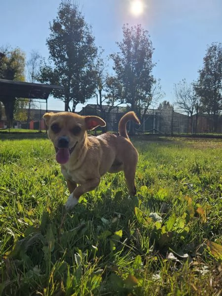 Ciri cerca casa  | Foto 0