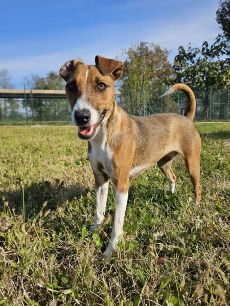 Yoko cerca casa  | Foto 0