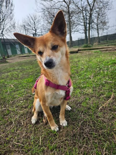 Bice cerca casa | Foto 0