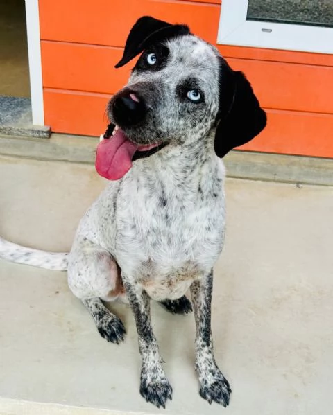 Indigo