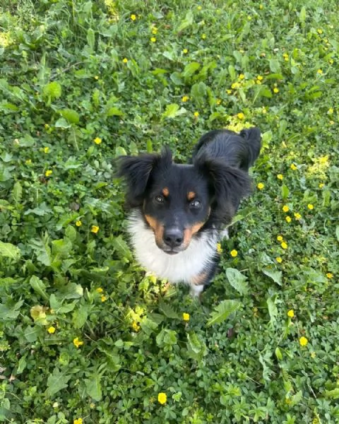Jimbe | Foto 0