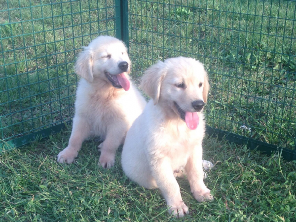 Vendita Cucciolo Golden Retriever Da Privato A Milano Golden Retriever