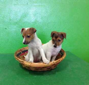 Cuccioli Jack Russel Regalo Cagliari Liceo Scientifico Leonardo Da