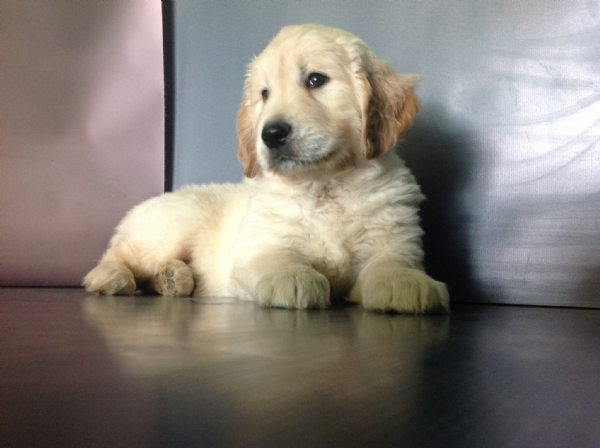 Vendita Cucciolo Golden Retriever Da Privato A Milano Golden Retriever