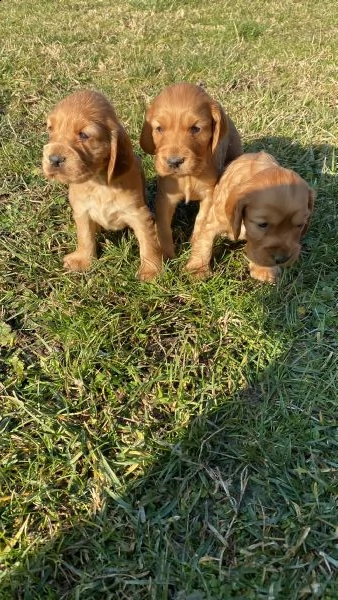cocker spaniel fulvi
