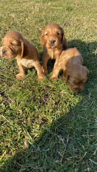 cocker spaniel fulvi | Foto 5