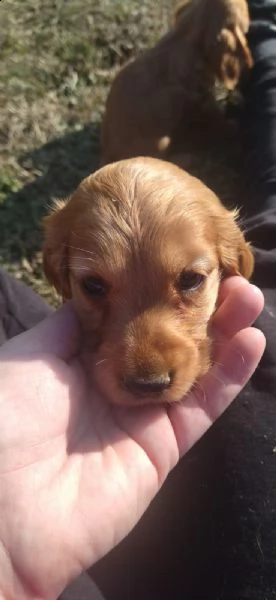 cocker spaniel fulvi | Foto 4