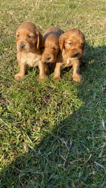 cocker spaniel fulvi | Foto 3