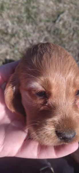 cocker spaniel fulvi | Foto 2