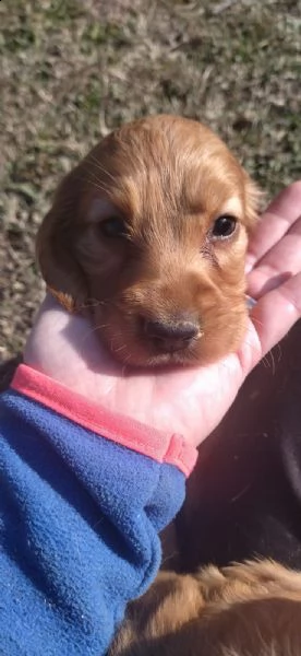 cocker spaniel fulvi | Foto 1