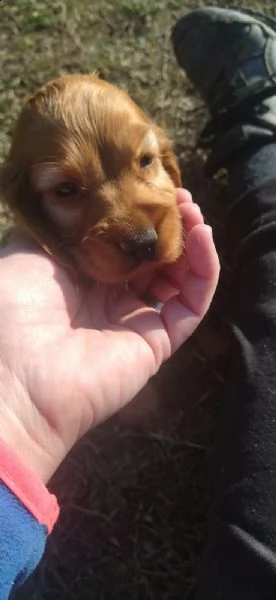 cocker spaniel fulvi | Foto 0