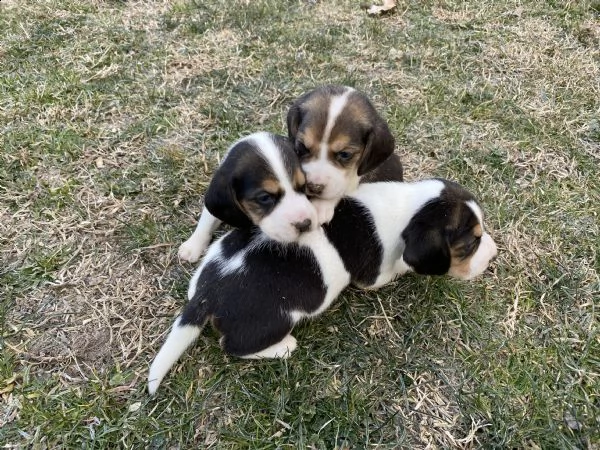 beagle  | Foto 1