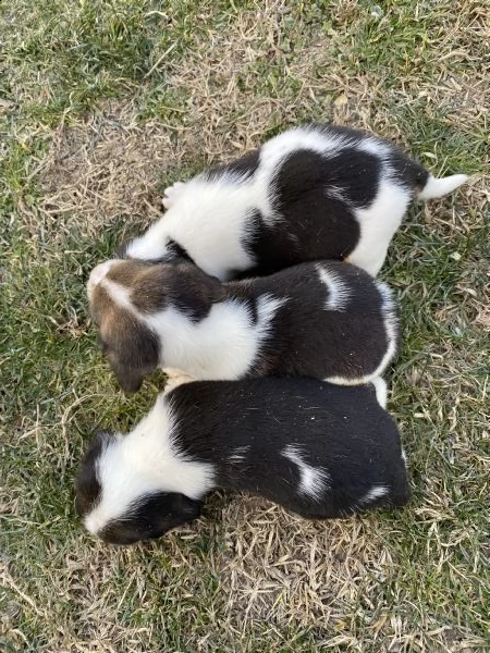 beagle  | Foto 0