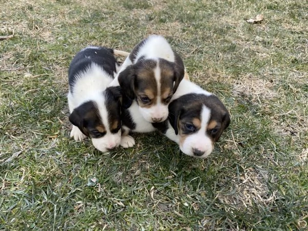 beagle 