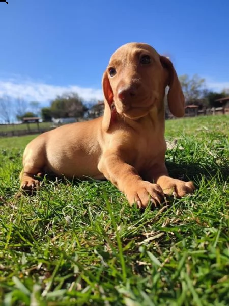 splendidi cuccioli di bassotto | Foto 0