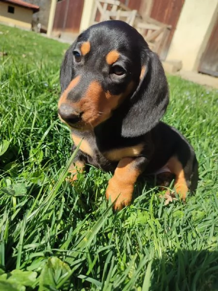 splendidi cuccioli di bassotto