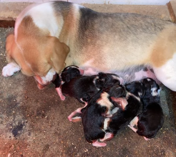 cuccioli di beagle | Foto 1