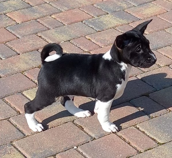 cuccioli basenji