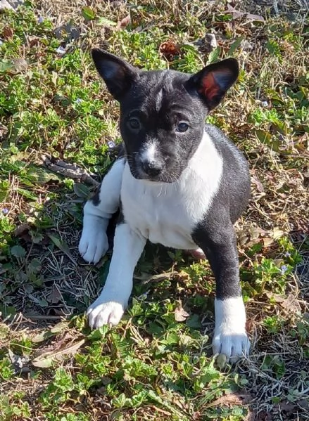 cuccioli basenji | Foto 1