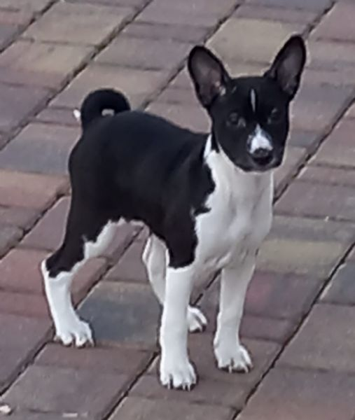 cuccioli basenji | Foto 0