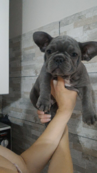 Vendita Cucciolo Francese Da Privato A Milano Bulldog Francese