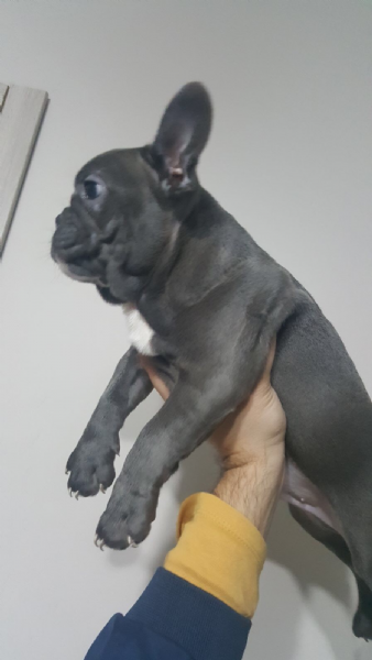 Vendita Cucciolo Francese Da Privato A Milano Bulldog Francese