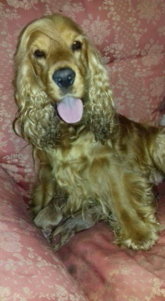 Vendita Cucciolo Cocker Spaniel Inglese Da Privato A Brescia
