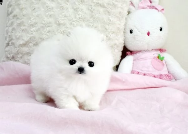 volpini pomerania con pedigree | Foto 1