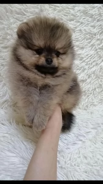 volpini pomerania con pedigree | Foto 0