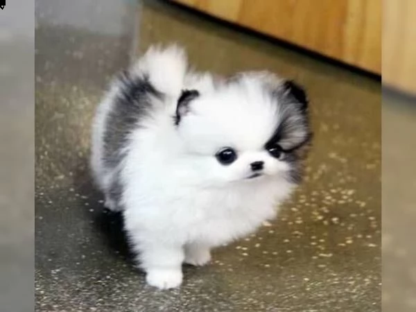 volpini pomerania con pedigree