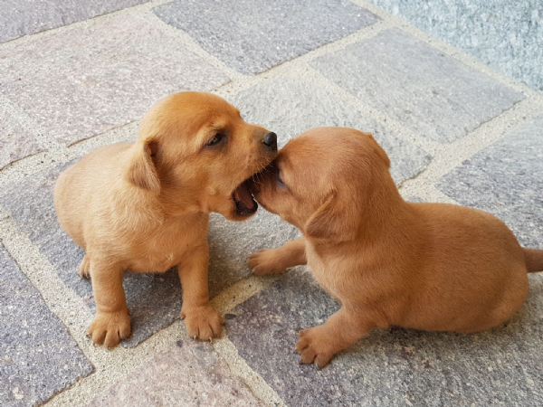 Vendita cucciolo Pinscher da Privato a Asti, cani Pinscher ...