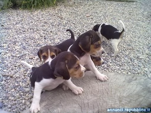 beagle tricolore cuccioli cane beagle