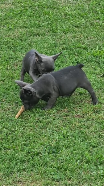bouledogue francese cuccioli con pedigree enci | Foto 1