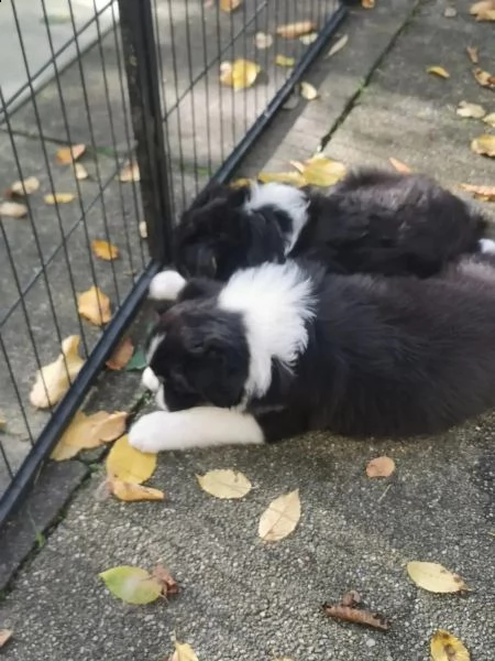 bellissimi cuccioli di pastore australiano ciao | Foto 4
