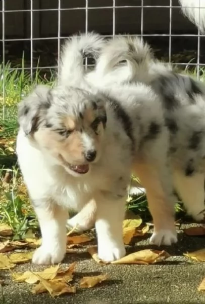 bellissimi cuccioli di pastore australiano ciao | Foto 3