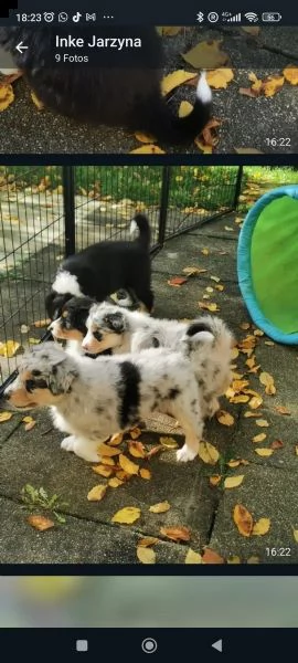 bellissimi cuccioli di pastore australiano ciao | Foto 2