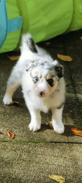 bellissimi cuccioli di pastore australiano ciao | Foto 1