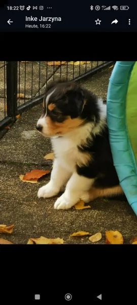 bellissimi cuccioli di pastore australiano ciao