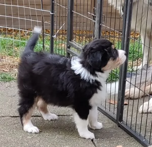 bellissimi cuccioli di pastore australiano ciao | Foto 0