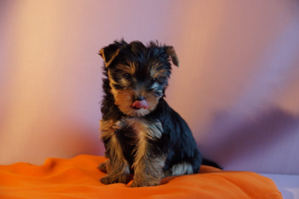 ciao della yorkies vendita da privato a pordenone cani in vendita yorkie ciao della yorkies vendita da privato a pordenone cani in vendita yorkie