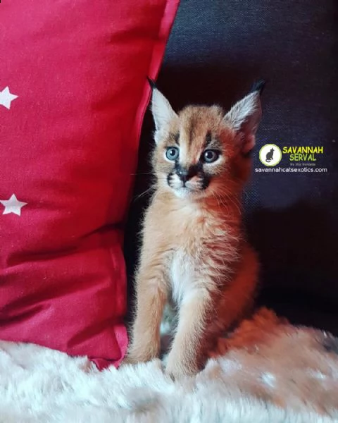 Vendita Da Privato A Bs Bellissimi Gattini Caracal Disponibili 16 09