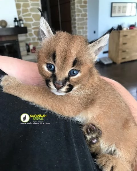 bellissimi gattini caracal disponibili | Foto 1