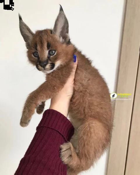 bellissimi gattini caracal disponibili | Foto 0