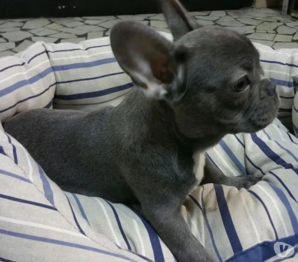 bouledogue francese  bulldog francese simil porcellino  | Foto 0