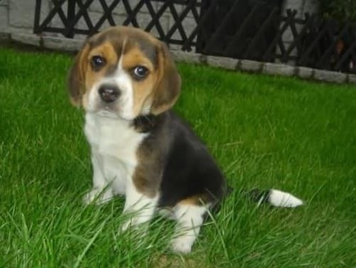 beagle cuccioli splendidi con pedigree | Foto 0