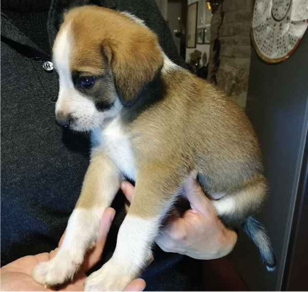 Regalo Cucciolo Da Privato A Si Regalasi Cuccioli Meticci 13102017